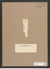 Synedra hyerborea var. rostellata Grun. (de-Toni-Nr.: Genus 66, Species 2598) Zeichnungen Sammlung Grunow Nr. 5301 (NHMW-BOT-W0373695)